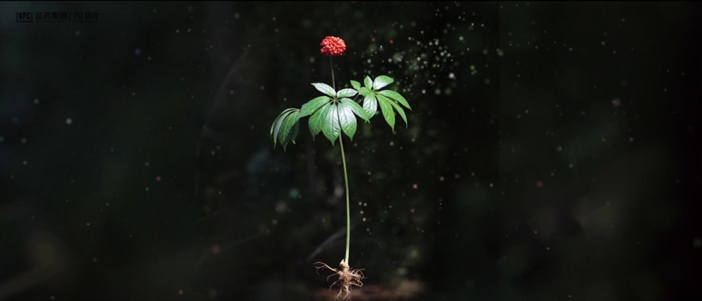 听，三七在说话